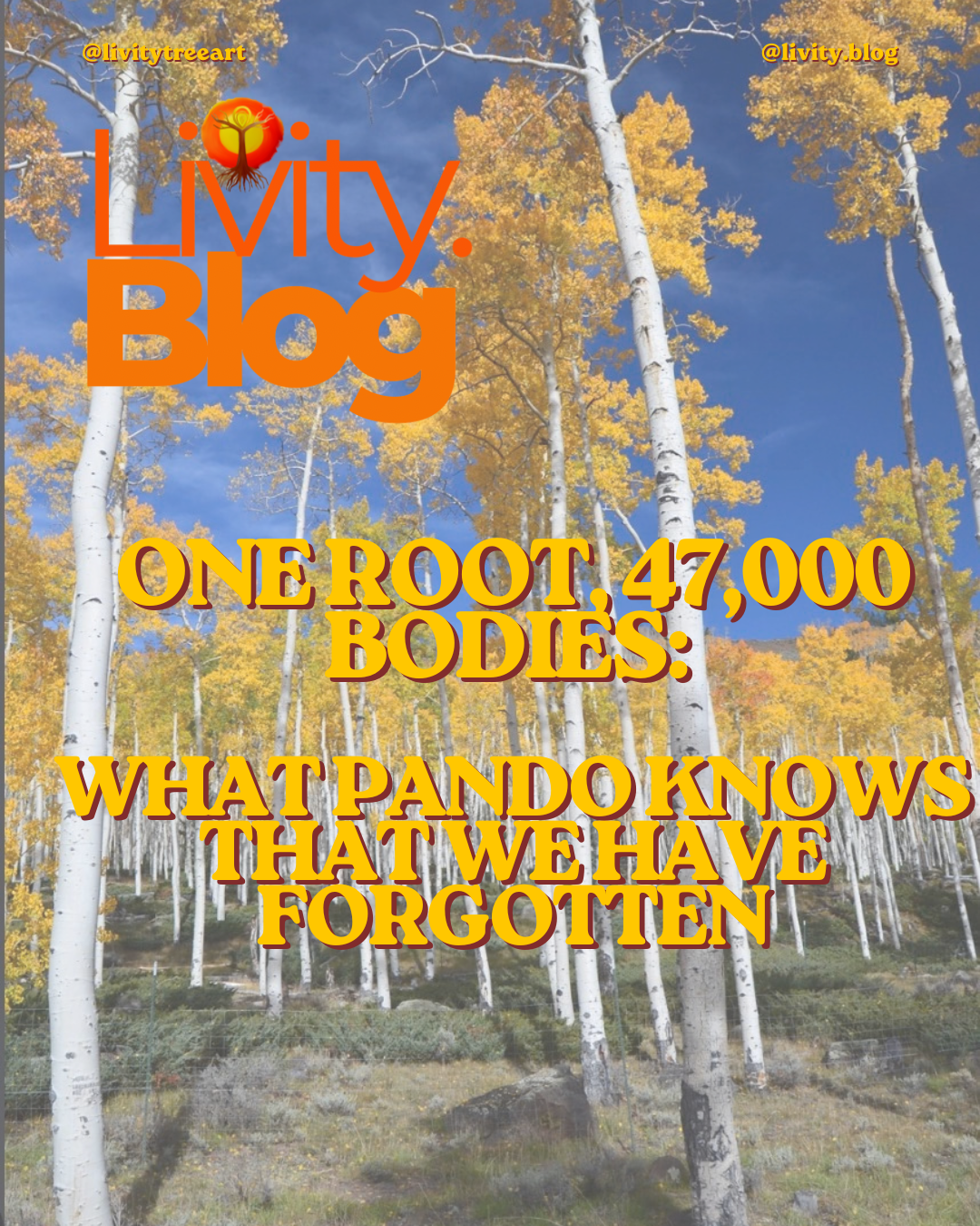 One Root, 47,000 Bodies: What Pando Knows That We Have Forgotten