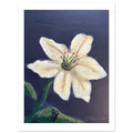 Cape Verdean Hibicus Classic Semi - Glossy Paper Poster - Livity Tree Art